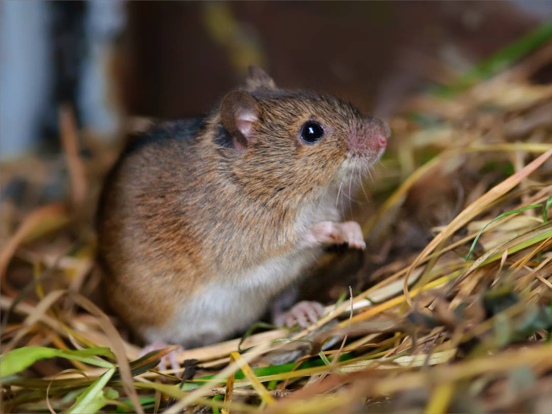 Striped field mouse posing in hay