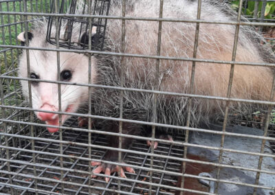 Opossum removal