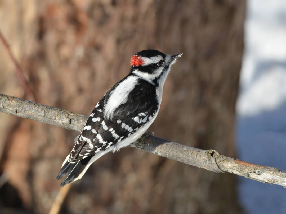 Downey woodpecker male
